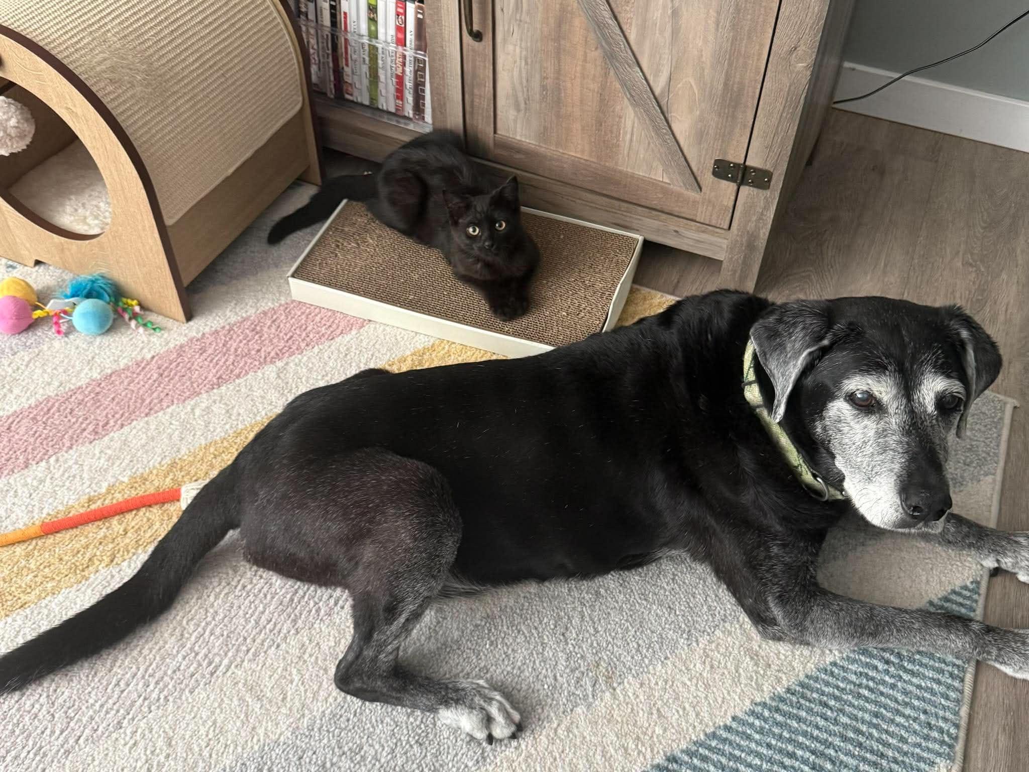 Enlarge Jax & Jagger, a ADOPTABLE Domestic Short Hair in Grand Haven, MI image 5/6