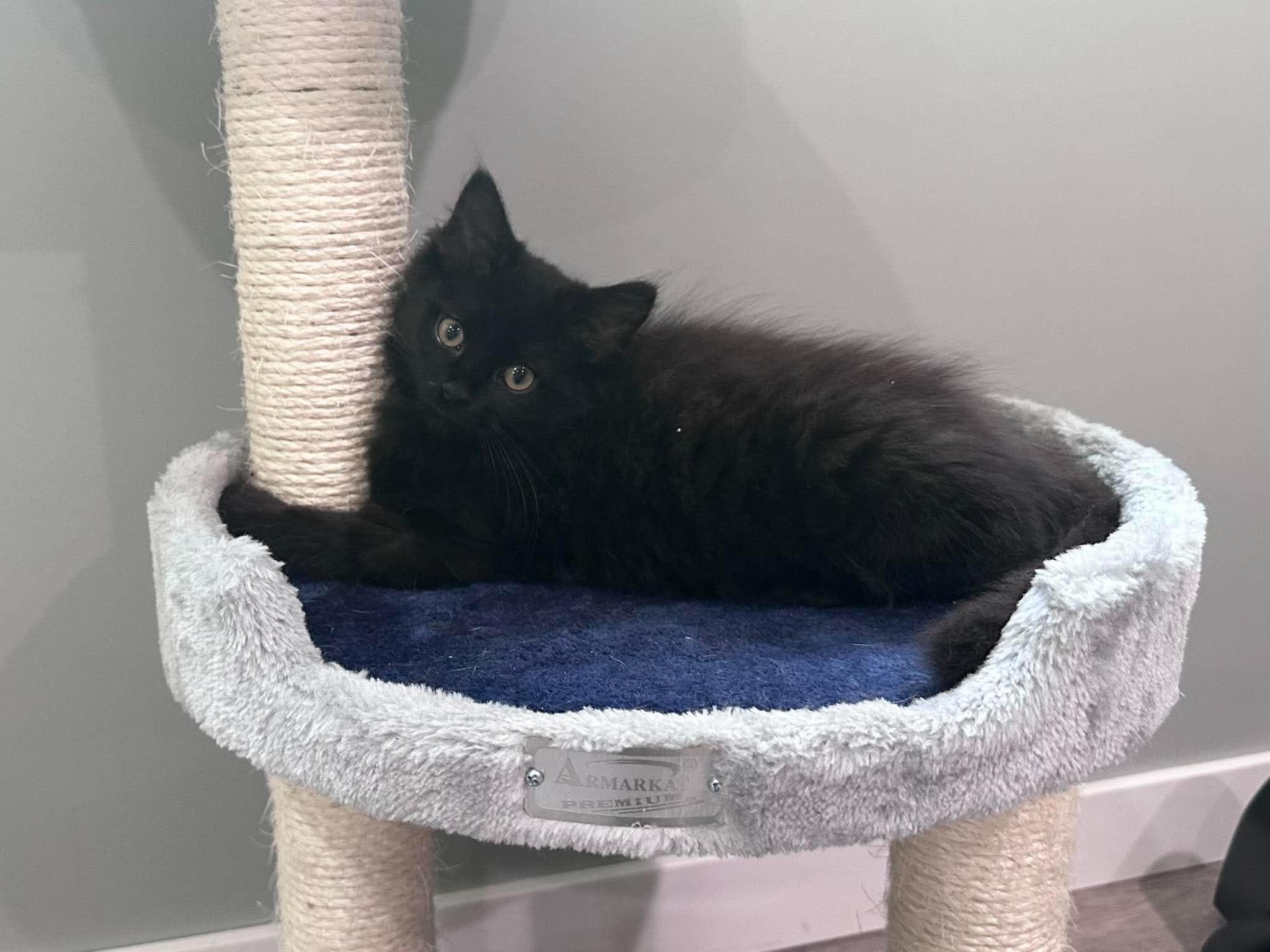 Enlarge Jax & Jagger, a ADOPTABLE Domestic Short Hair in Grand Haven, MI image 3/6