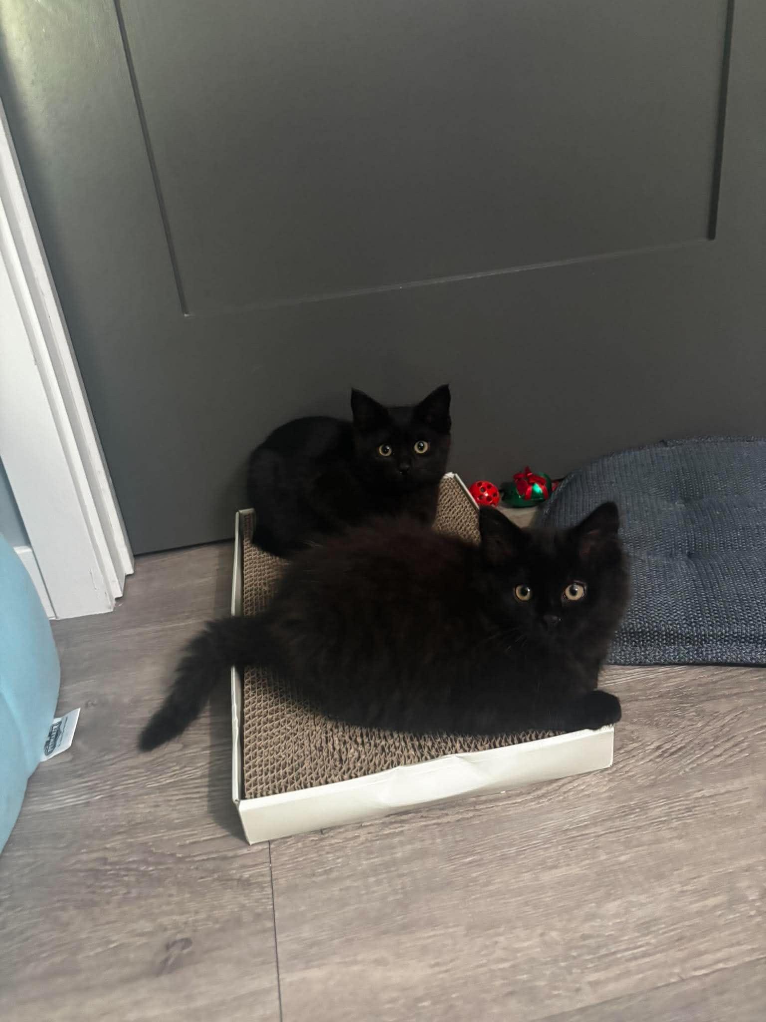 Enlarge Jax & Jagger, a ADOPTABLE Domestic Short Hair in Grand Haven, MI image 1/6