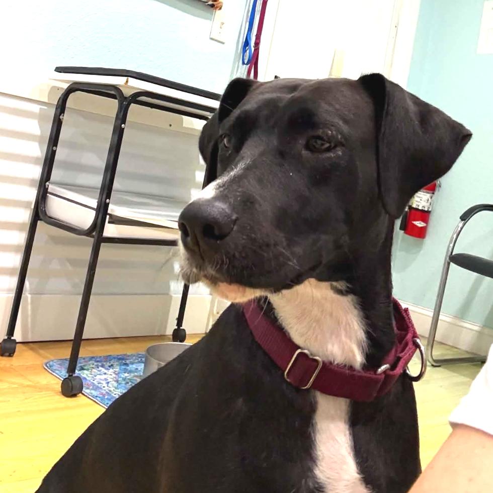Shi, Adoptable, Adult Female Chocolate Labrador Retriever & Hound.