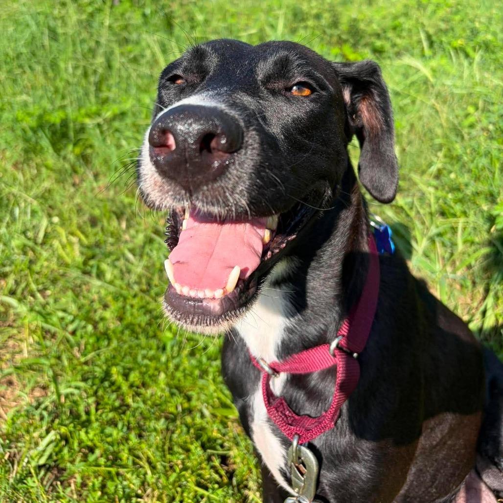Enlarge Shi, a Adoptable mixed breed in Seminole, FL image 2/5