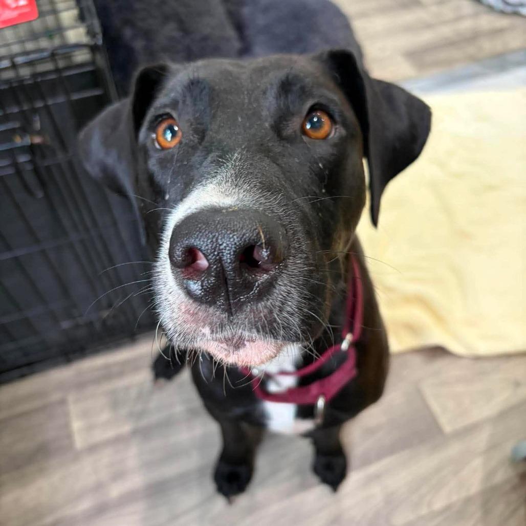Enlarge Shi, a Adoptable mixed breed in Seminole, FL image 3/5