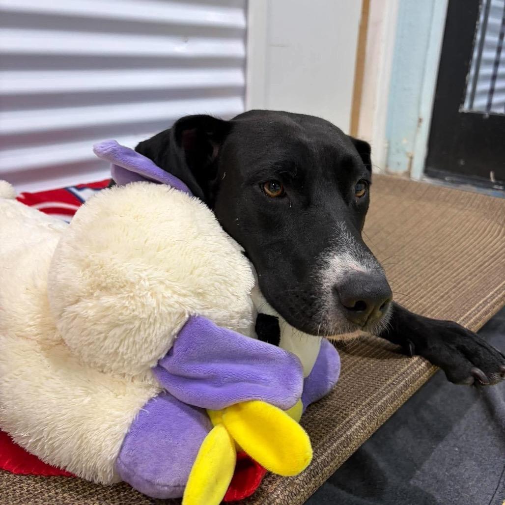 Enlarge Shi, a Adoptable mixed breed in Seminole, FL image 4/5