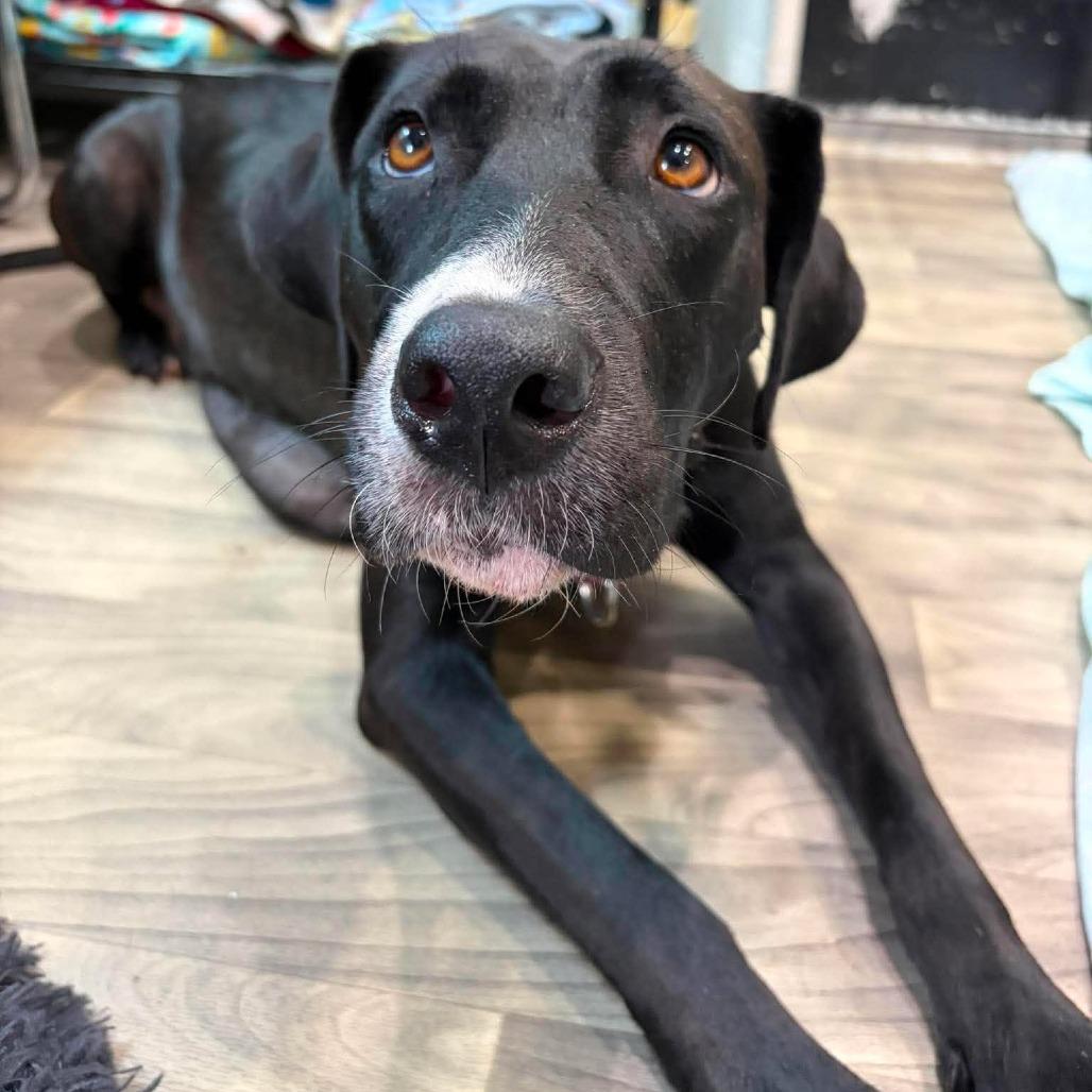 Enlarge Shi, a Adoptable mixed breed in Seminole, FL image 5/5