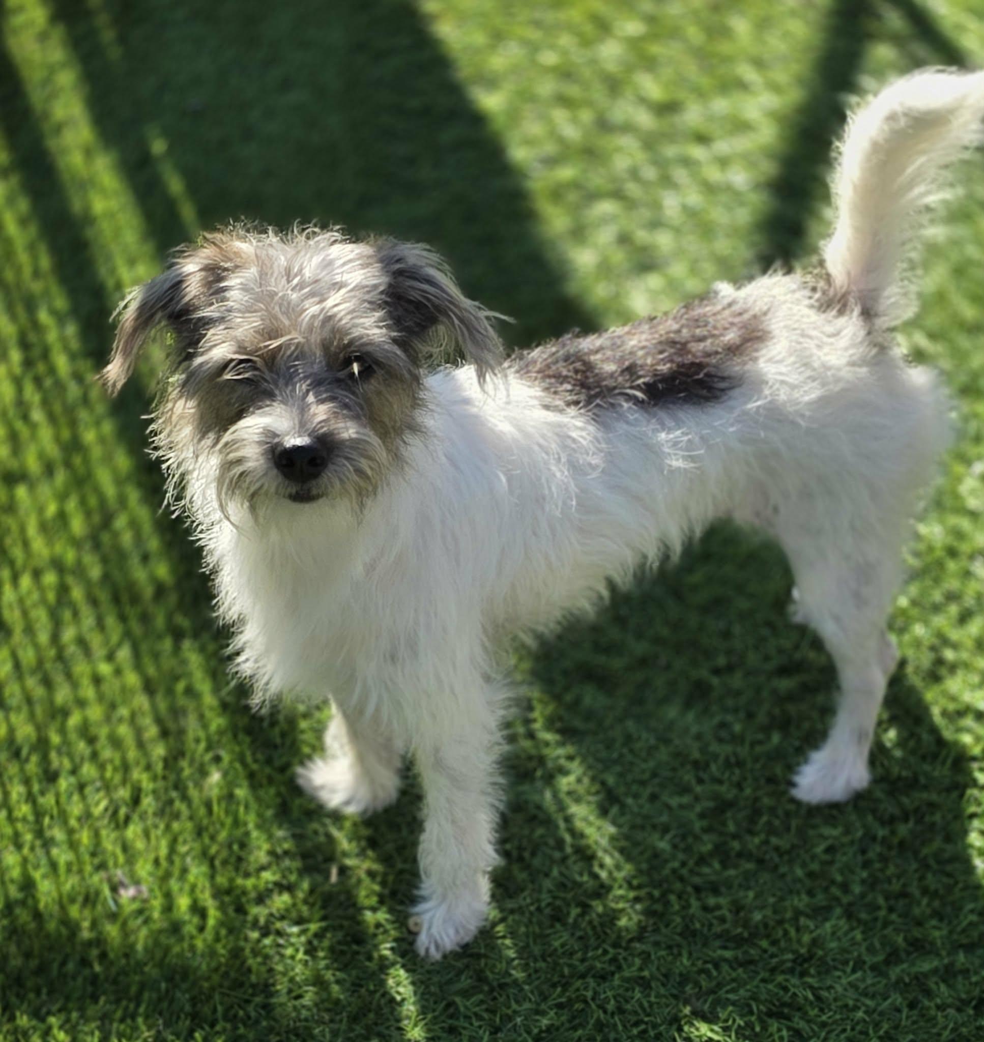 Enlarge Sundae, a Adoptable Jack Russell Terrier in Anderson, SC image 4/4