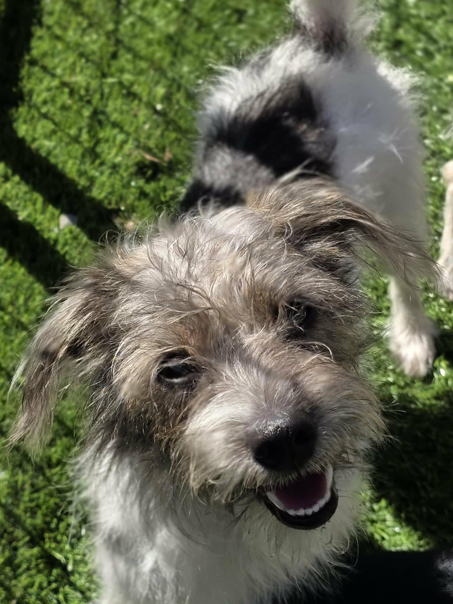 Enlarge Sundae, a Adoptable Jack Russell Terrier in Anderson, SC image 2/4
