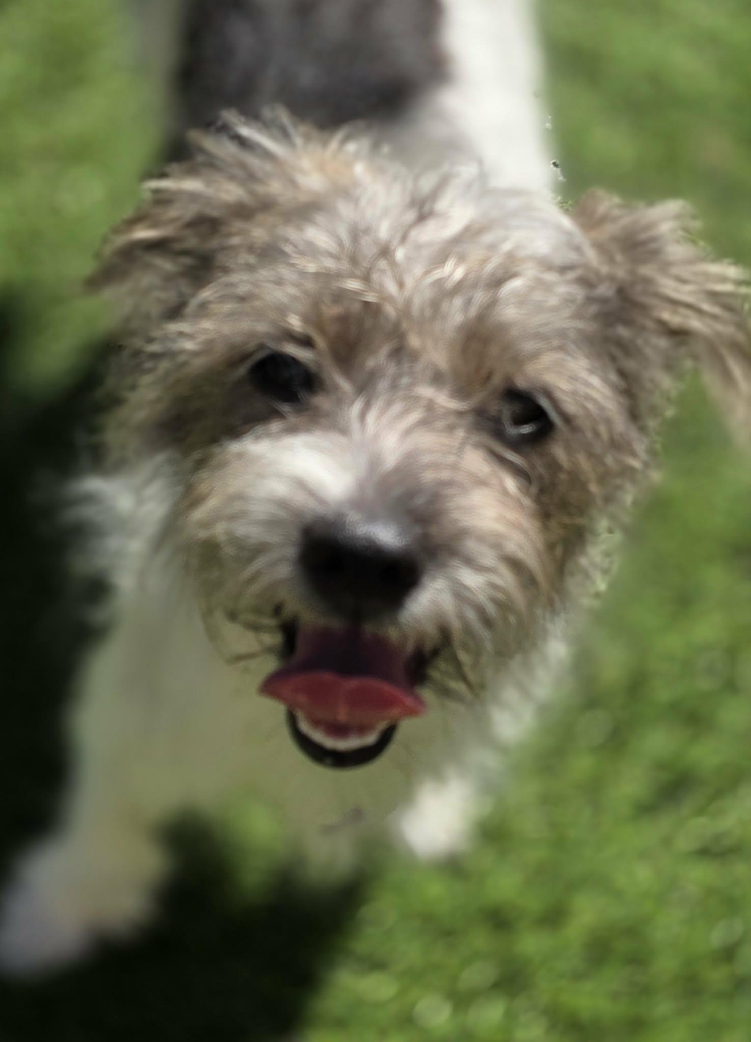 Enlarge Sundae, a Adoptable Jack Russell Terrier in Anderson, SC image 3/4
