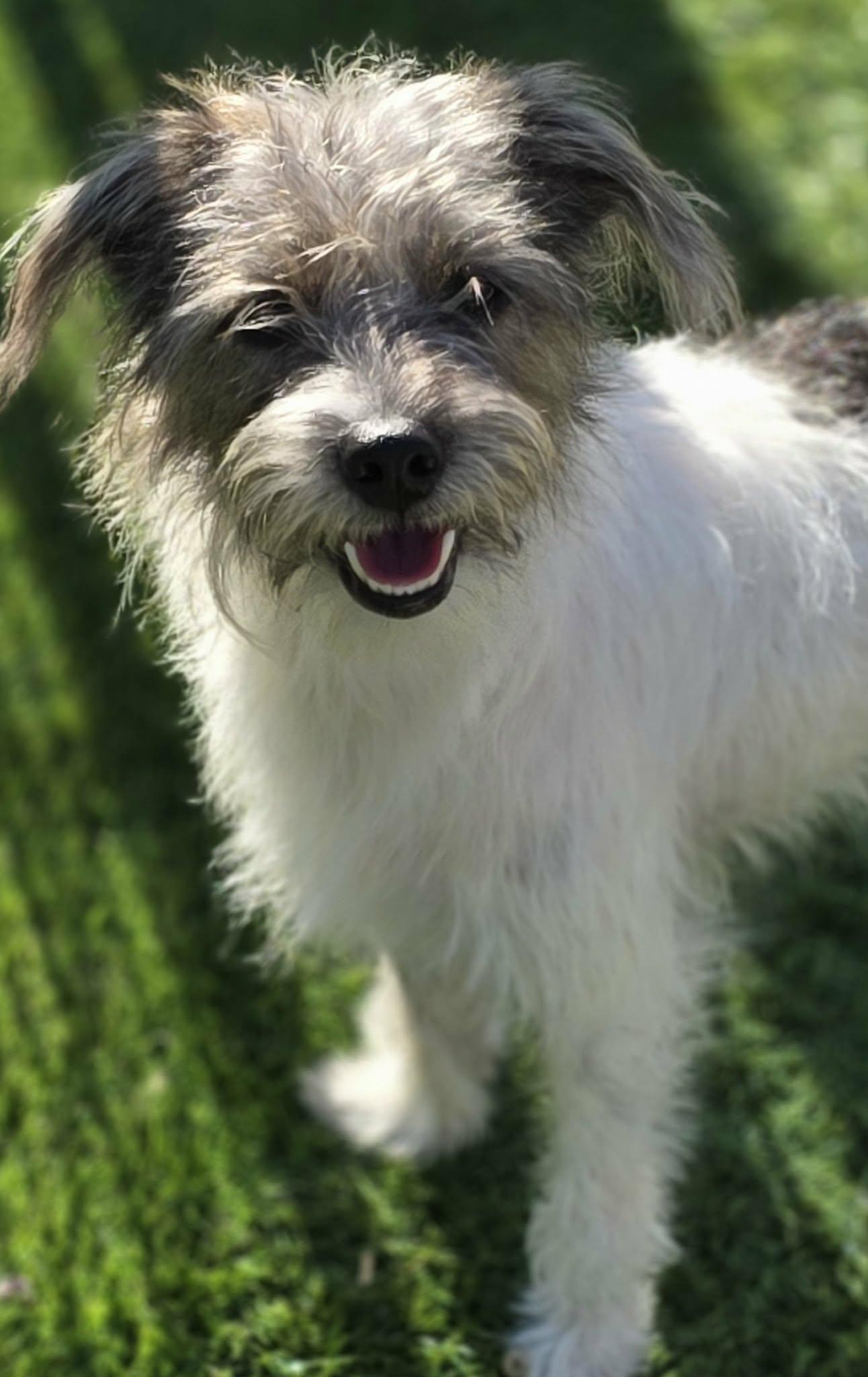 Enlarge Sundae, a Adoptable Jack Russell Terrier in Anderson, SC image 1/4