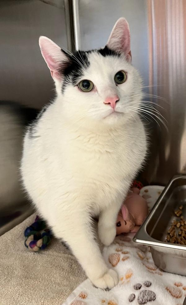 Enlarge Manny, a Adoptable mixed breed in Great Falls, MT image 1/1