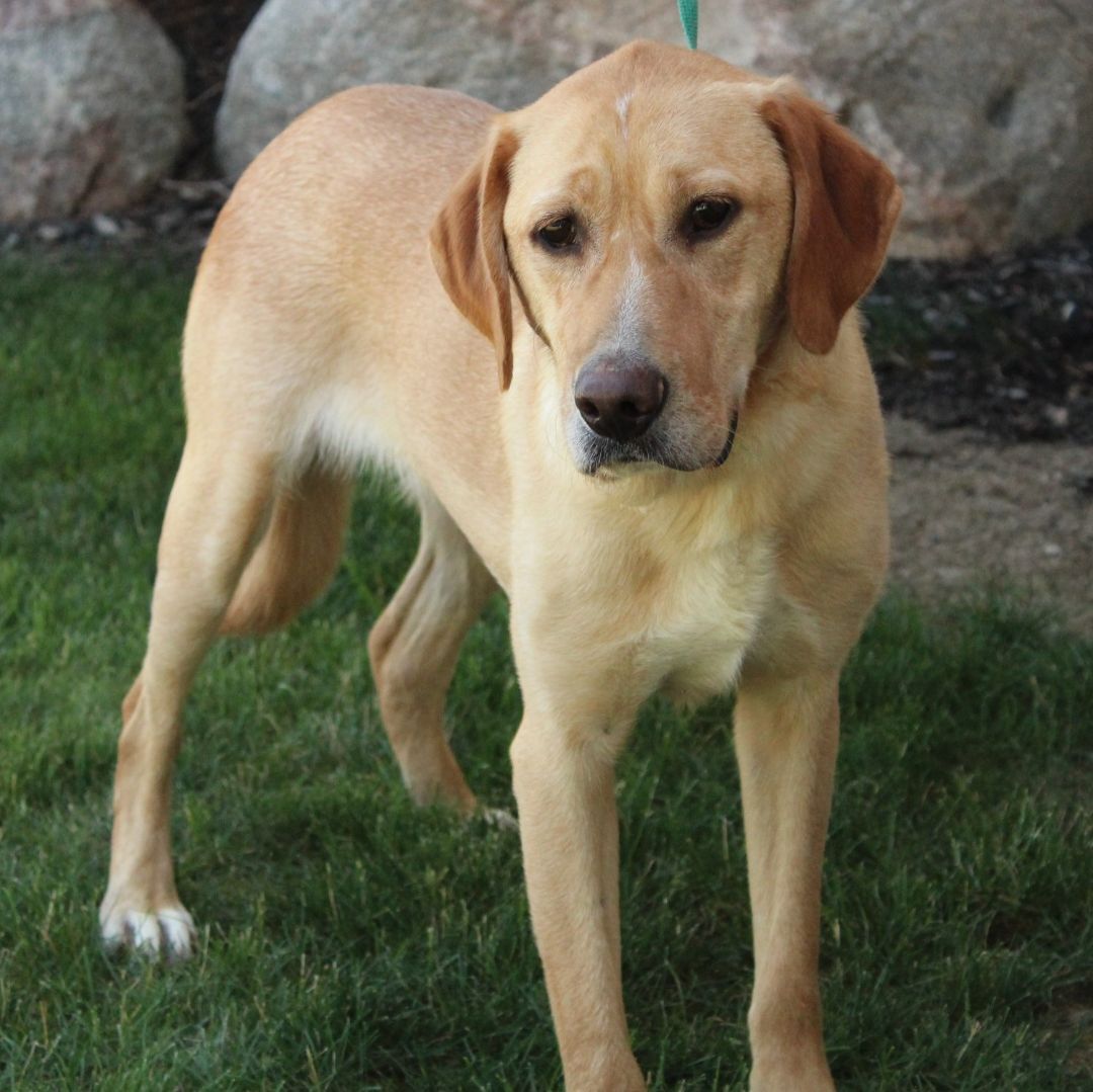Enlarge Andrew, a Adoptable Labrador Retriever in Eaton, OH image 8/12