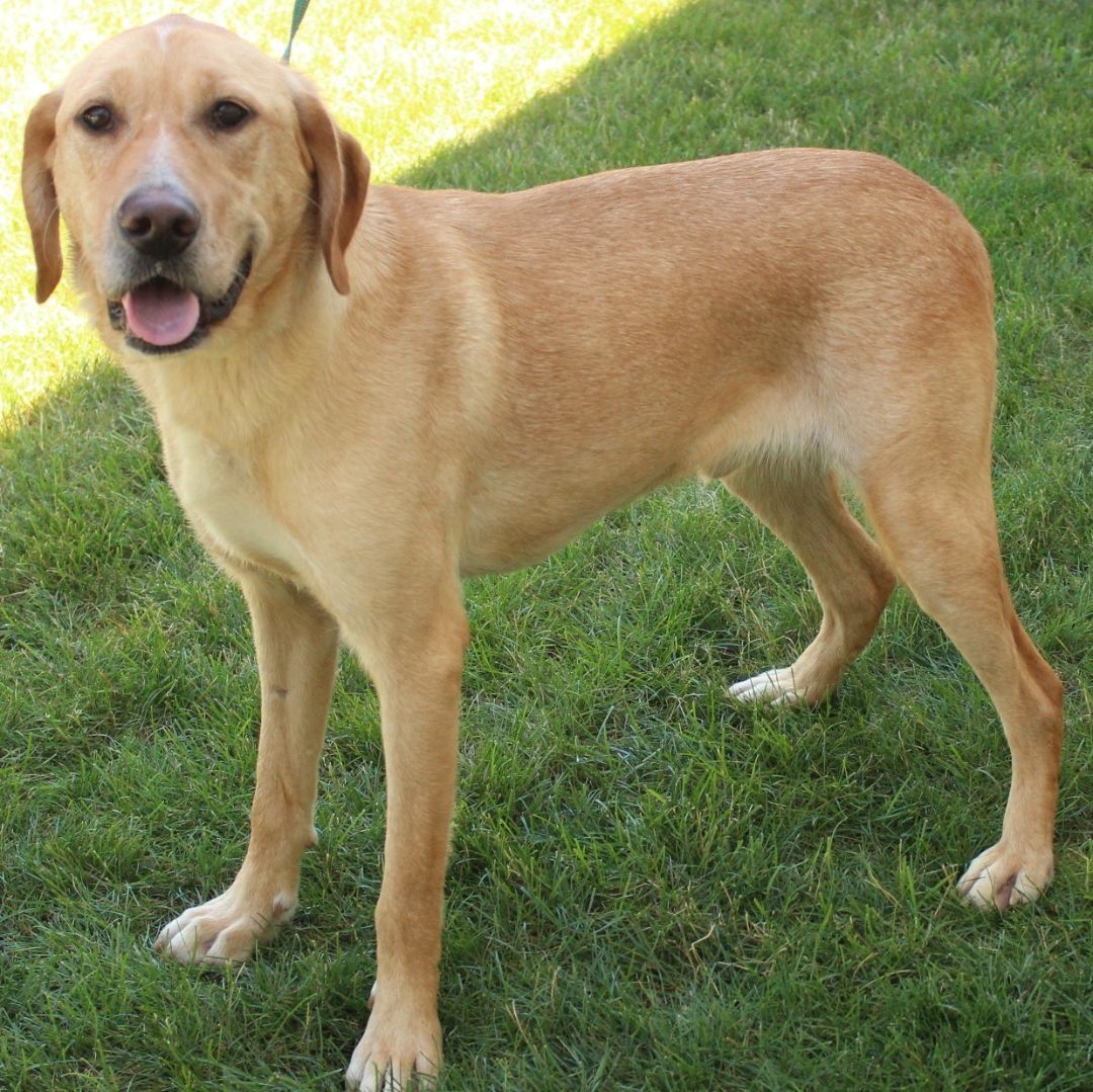 Enlarge Andrew, a Adoptable Labrador Retriever in Eaton, OH image 9/12