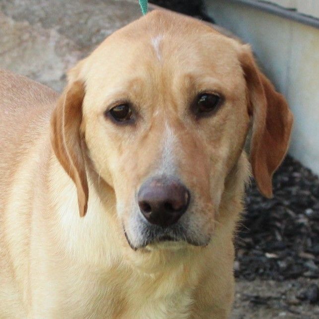 Enlarge Andrew, a Adoptable Labrador Retriever in Eaton, OH image 10/12