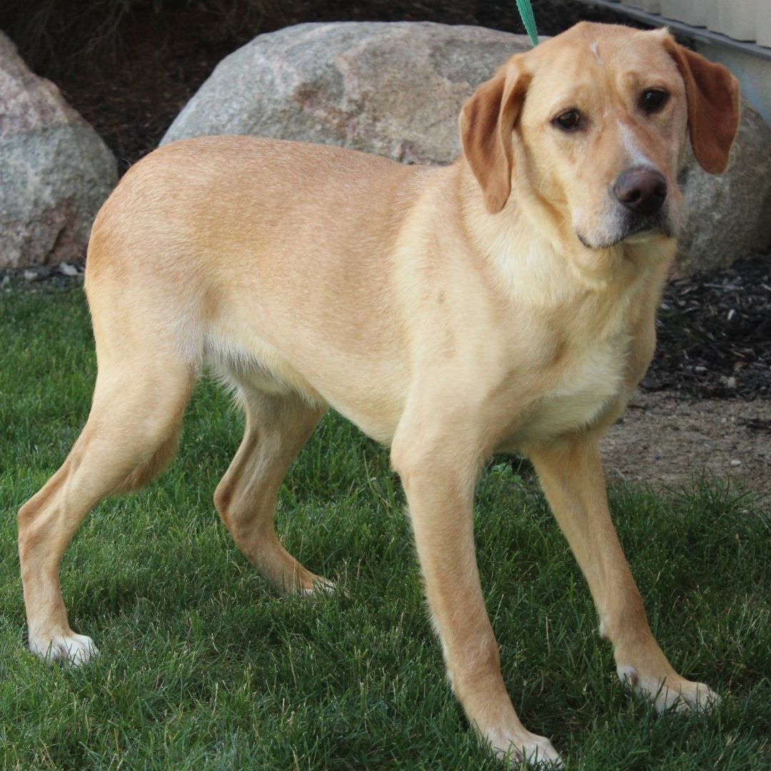 Enlarge Andrew, a Adoptable Labrador Retriever in Eaton, OH image 11/12