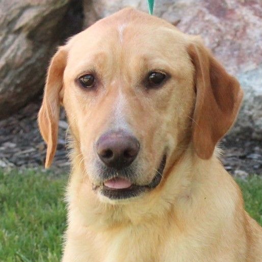 Enlarge Andrew, a Adoptable Labrador Retriever in Eaton, OH image 1/12
