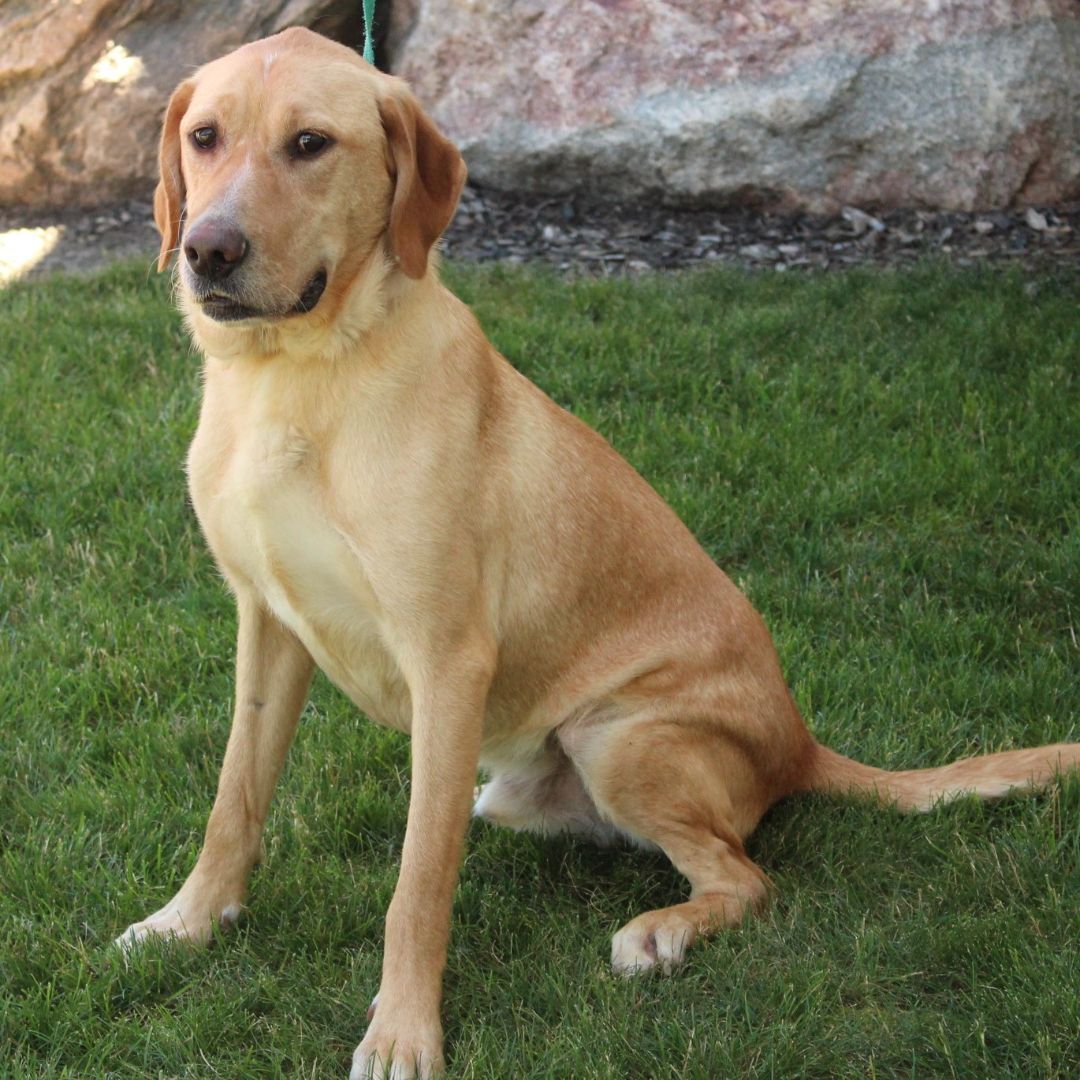Enlarge Andrew, a Adoptable Labrador Retriever in Eaton, OH image 12/12