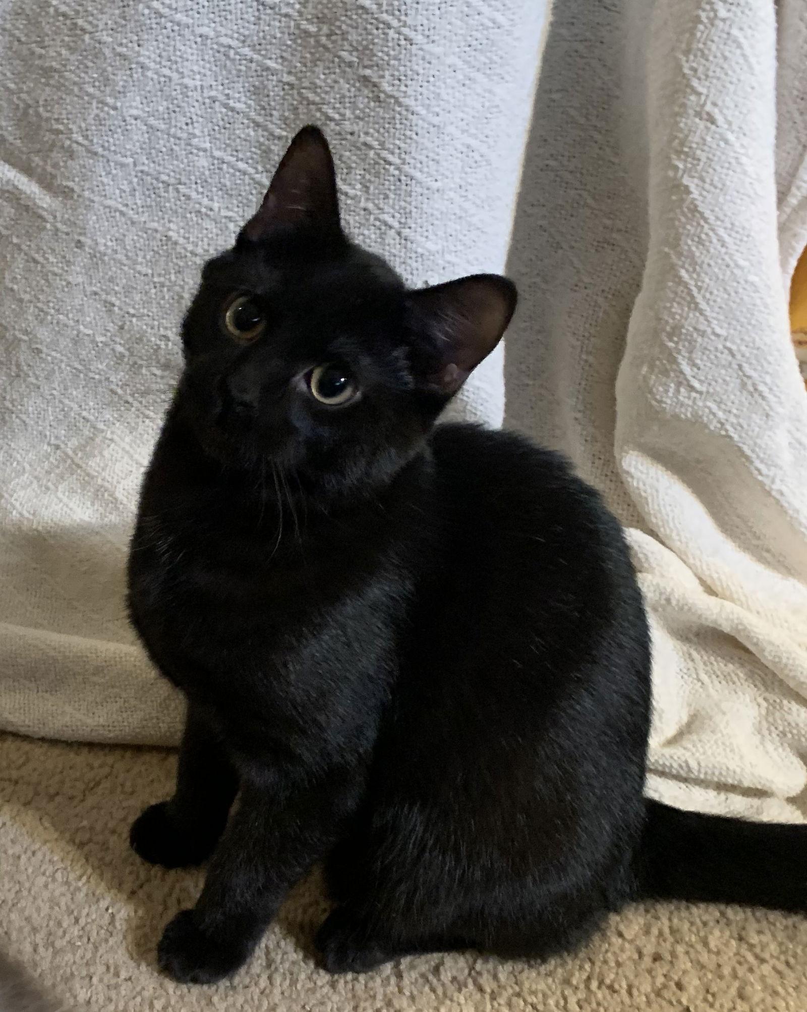 Fred, Adopted, Young Male Domestic Short Hair.