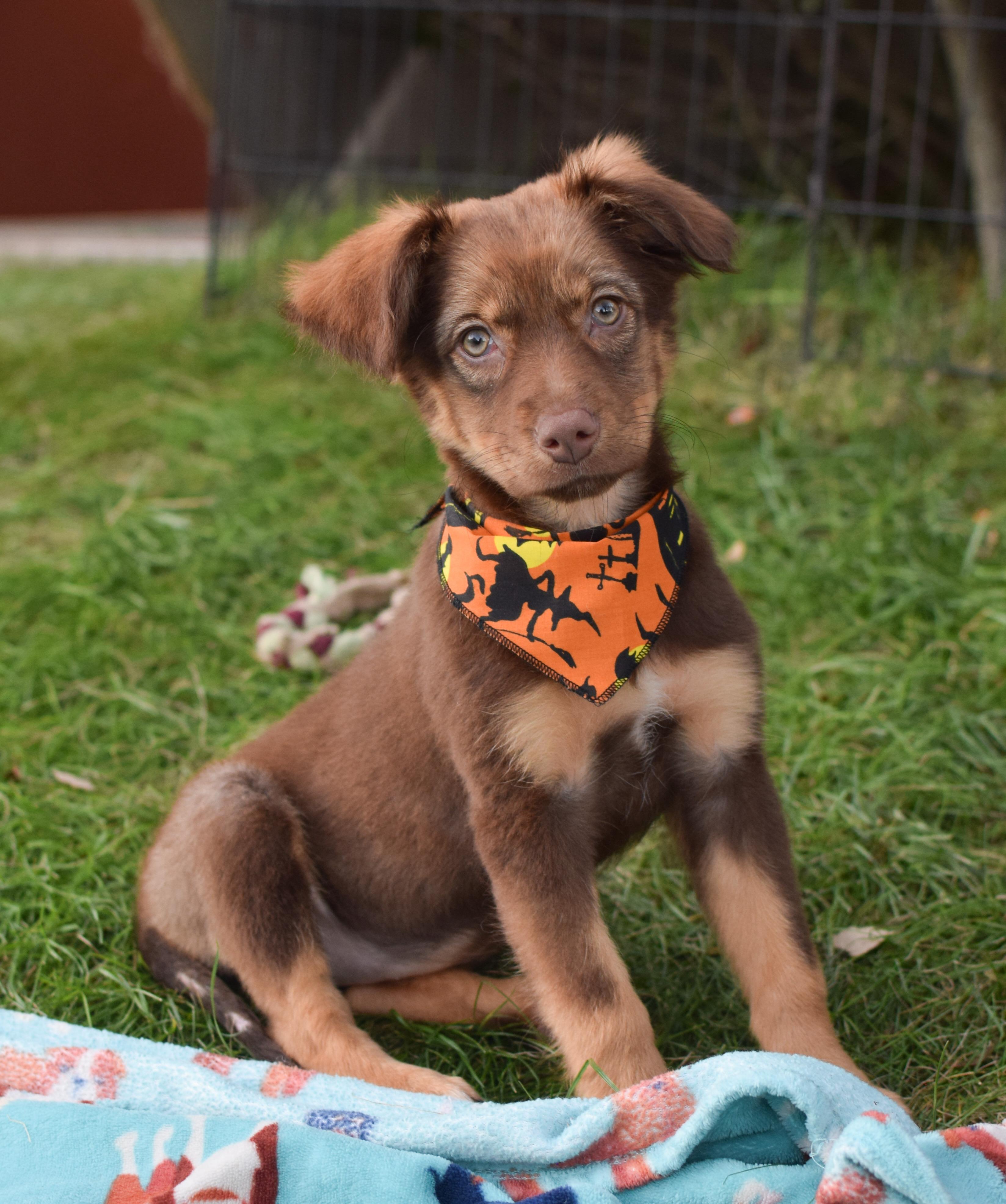 Enlarge Primrose (Female), a Adopted mixed breed in West Grove, PA image 1/3