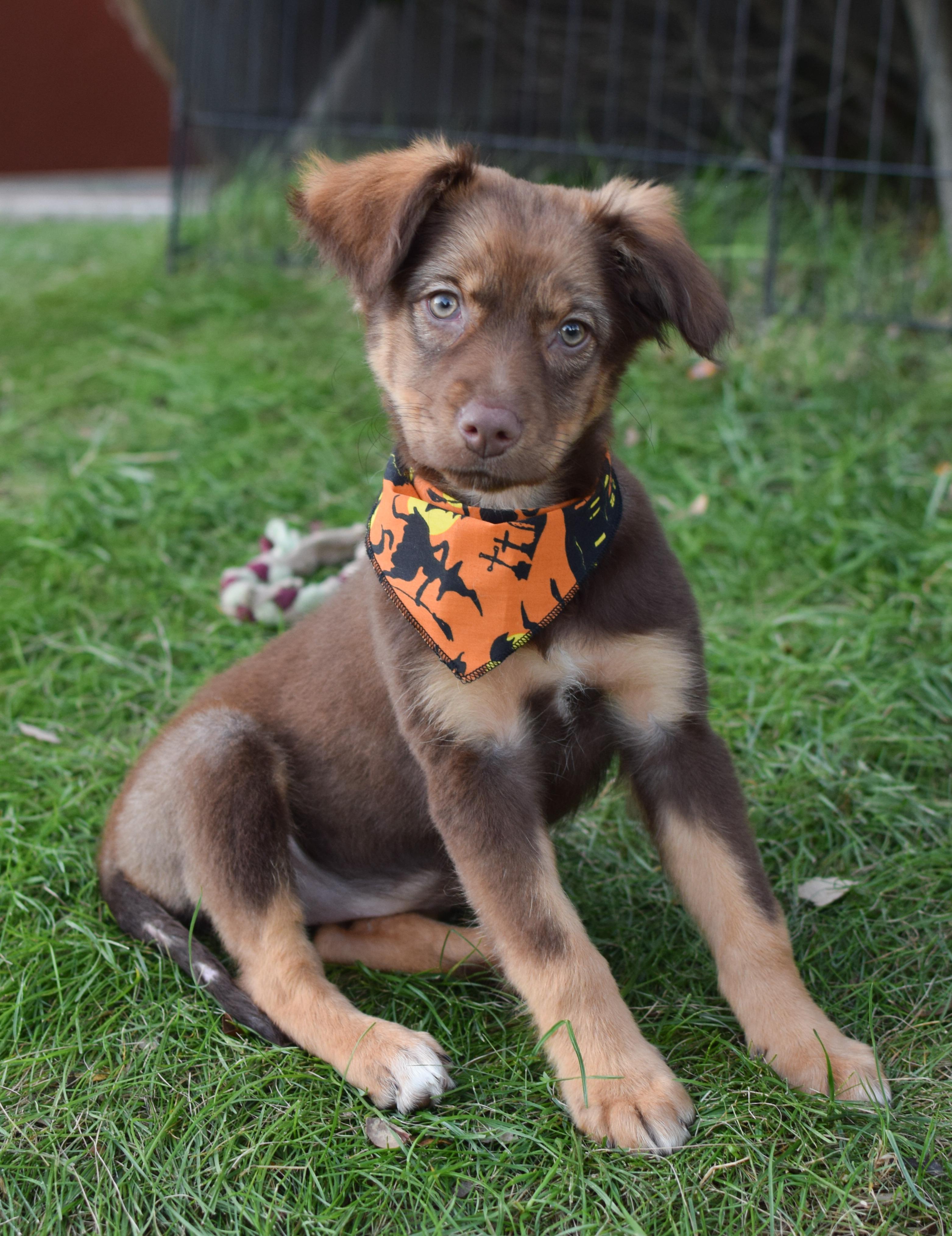 Enlarge Primrose (Female), a Adopted mixed breed in West Grove, PA image 2/3