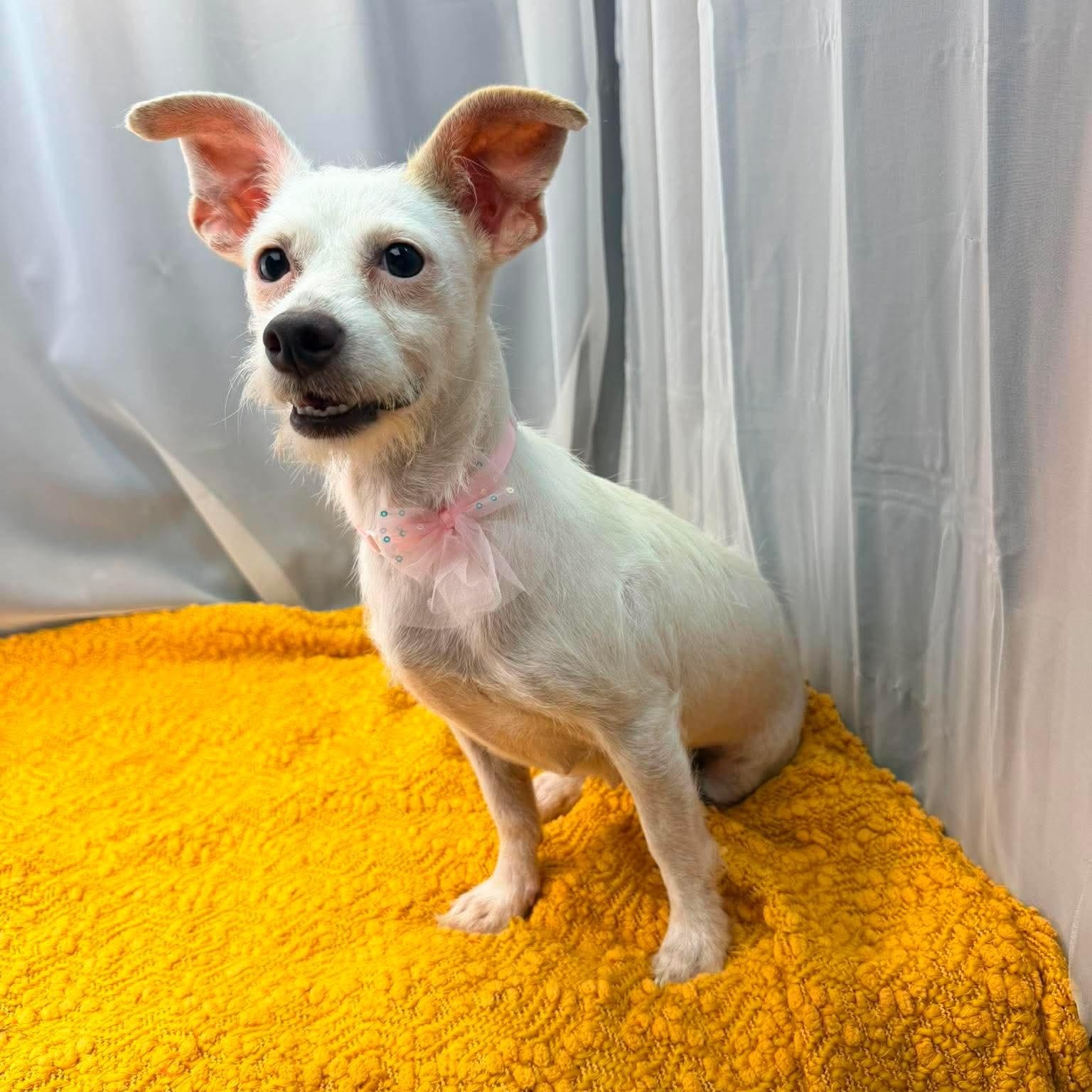 Enlarge Era, a Adoptable Terrier in Jackson, MI image 2/6