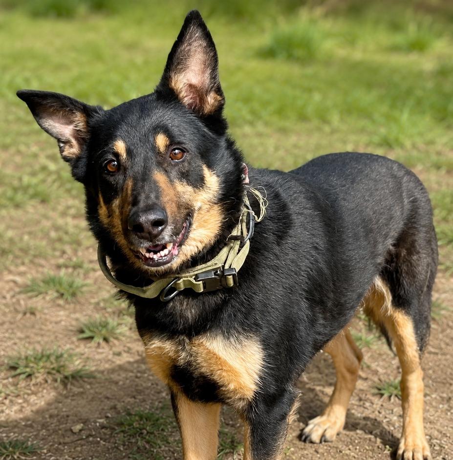 Charlie Bones, ADOPTABLE, Senior Male German Shepherd Dog.