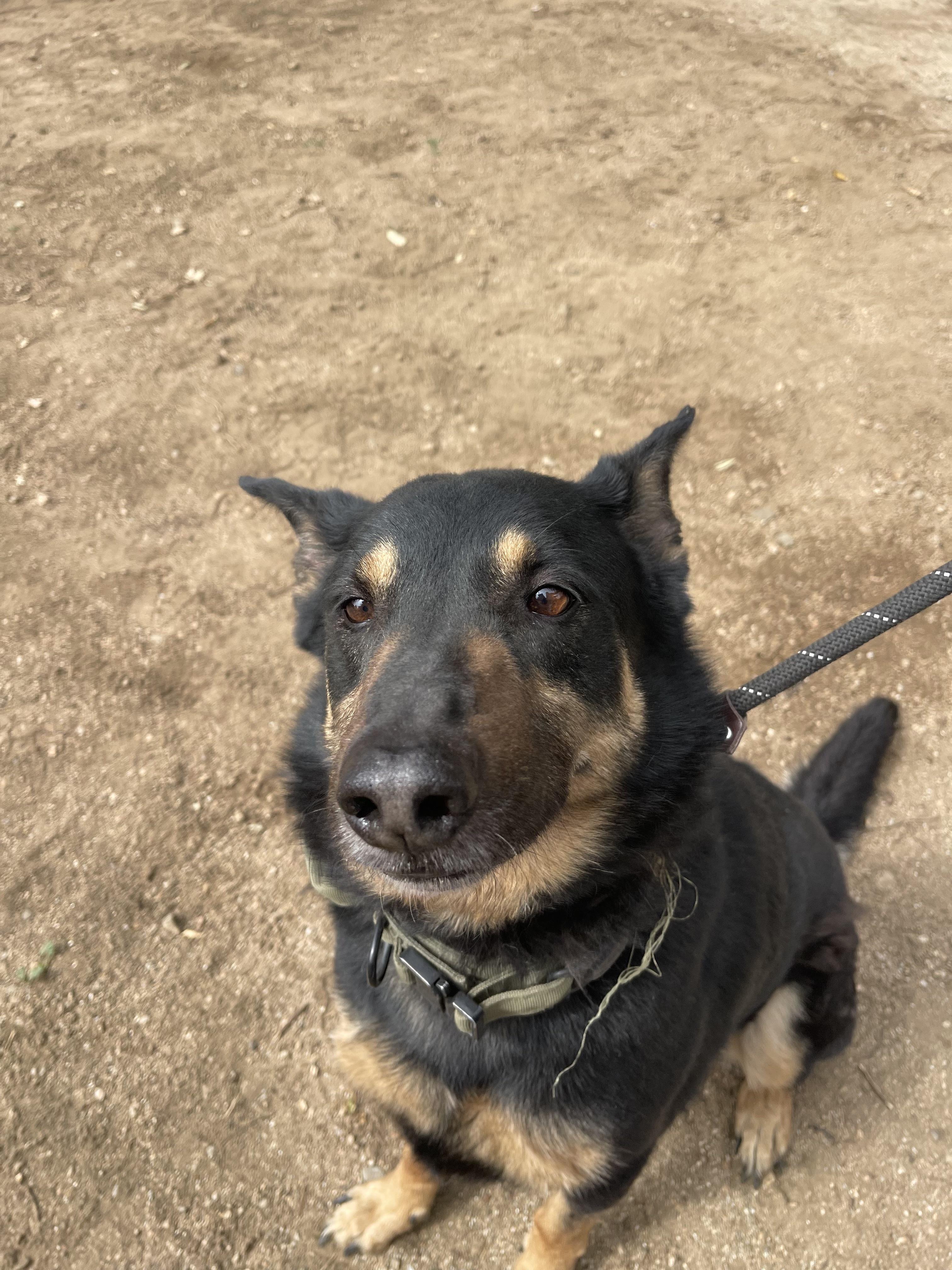 Enlarge Charlie Bones, a Adoptable German Shepherd Dog in Sylmar, CA image 6/6