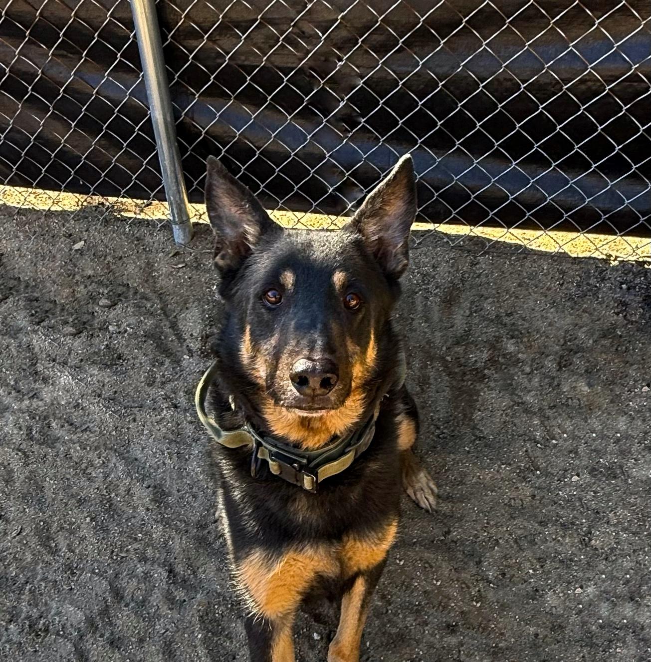 Enlarge Charlie Bones, a Adoptable German Shepherd Dog in Sylmar, CA image 4/6