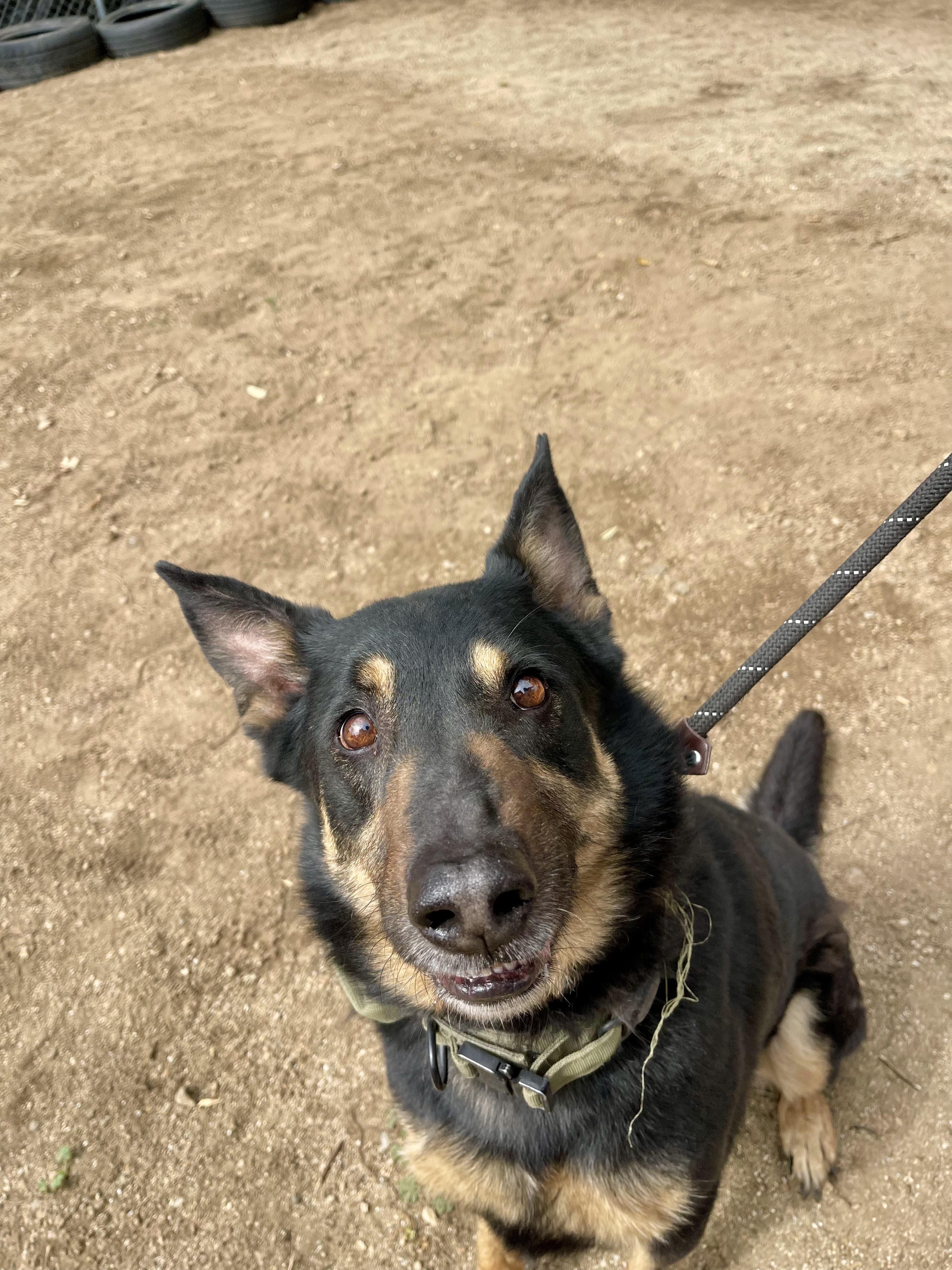 Enlarge Charlie Bones, a Adoptable German Shepherd Dog in Sylmar, CA image 2/6