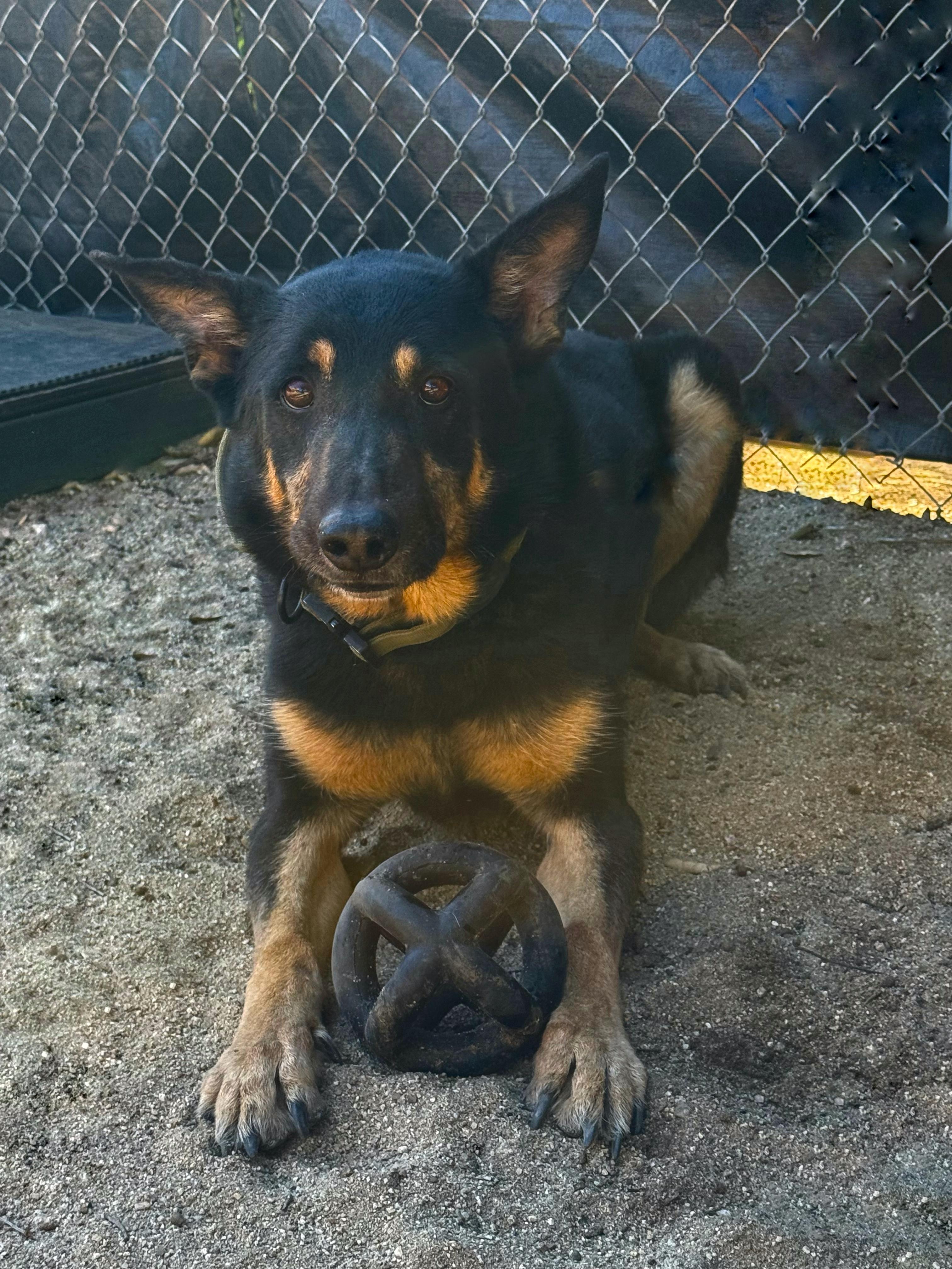 Enlarge Charlie Bones, a Adoptable German Shepherd Dog in Sylmar, CA image 5/6