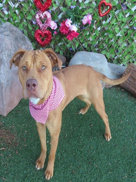 Enlarge HONEY, a Adoptable mixed breed in Oklahoma City, OK image 1/1