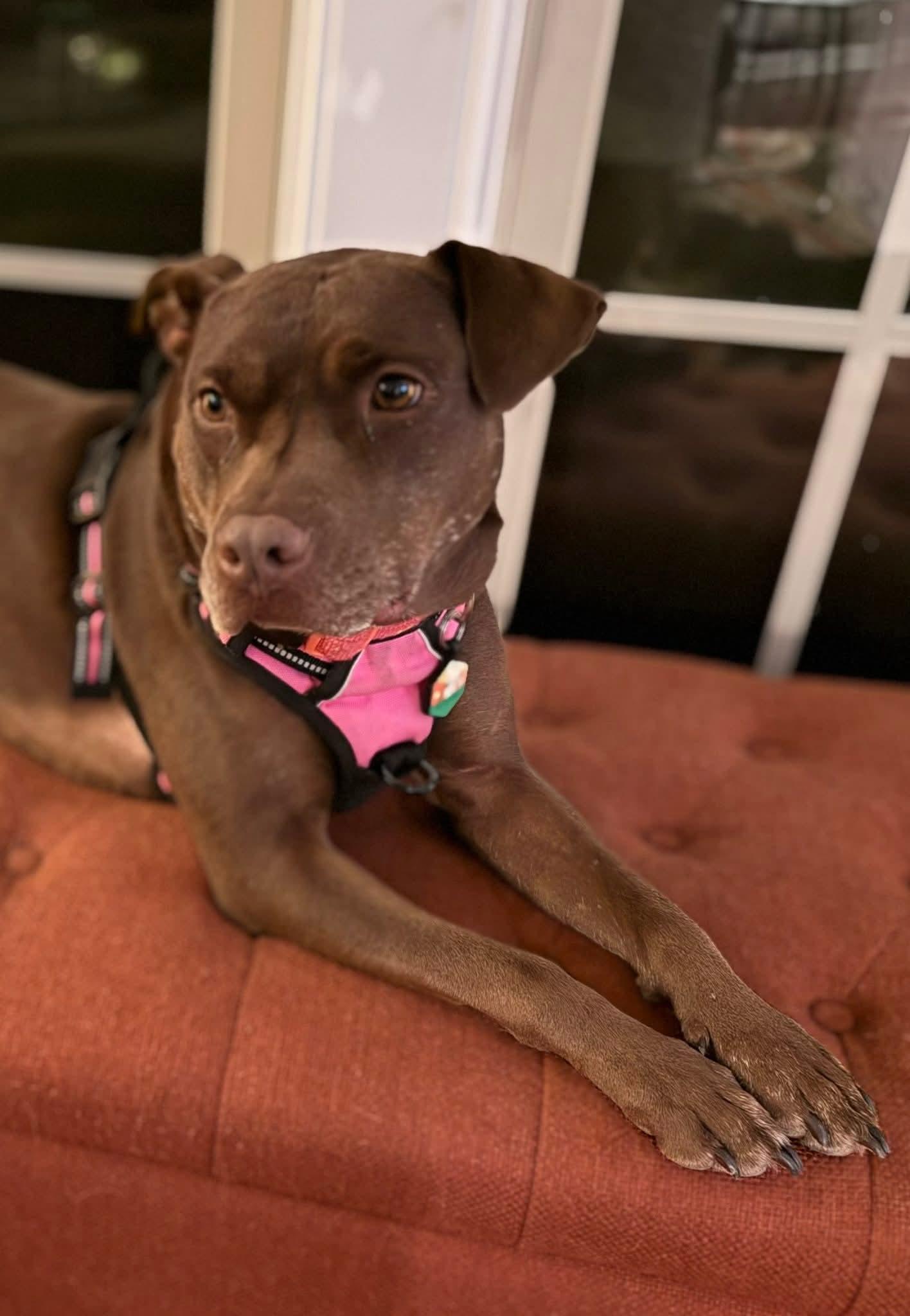 Nallah, a Adoptable mixed breed in Holly Springs, NC image 1/3