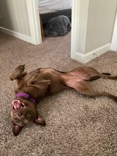 Nallah, a Adoptable mixed breed in Holly Springs, NC image 2/3
