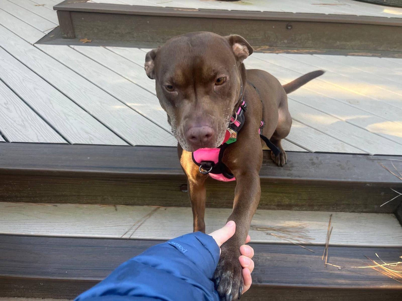 Nallah, a Adoptable mixed breed in Holly Springs, NC image 3/3