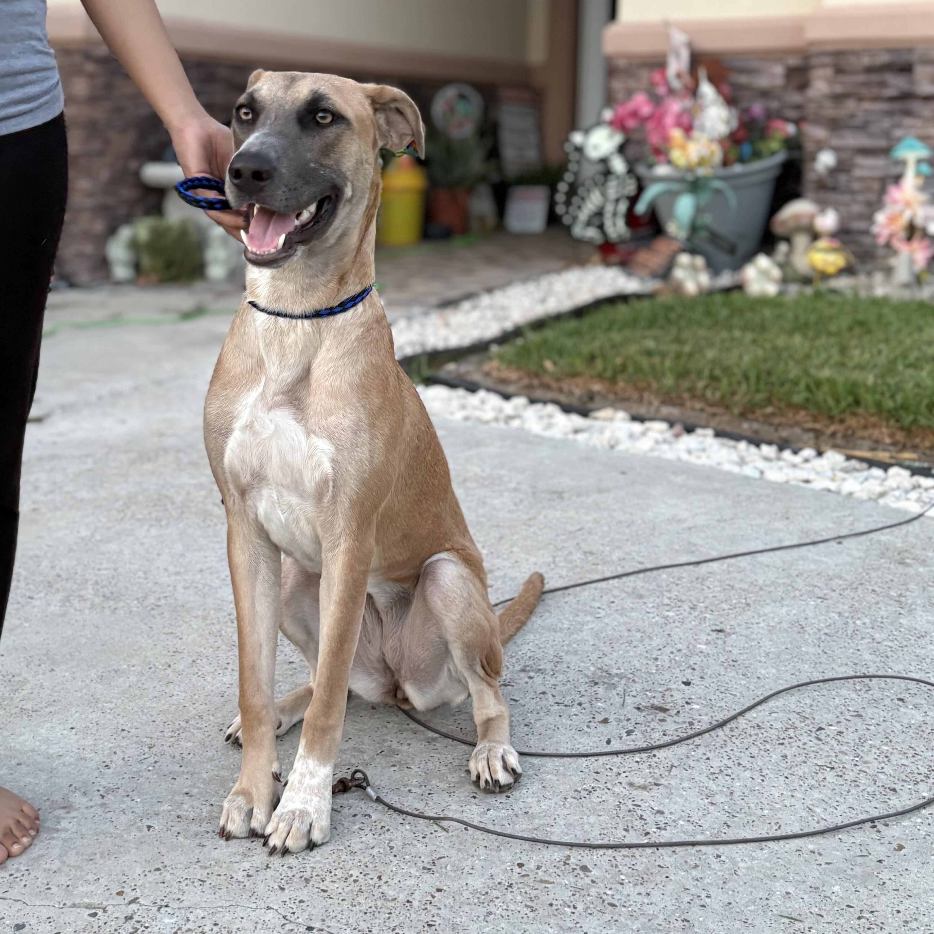 Enlarge Atlanta, a Adoptable mixed breed in Stanfordville, NY image 2/6