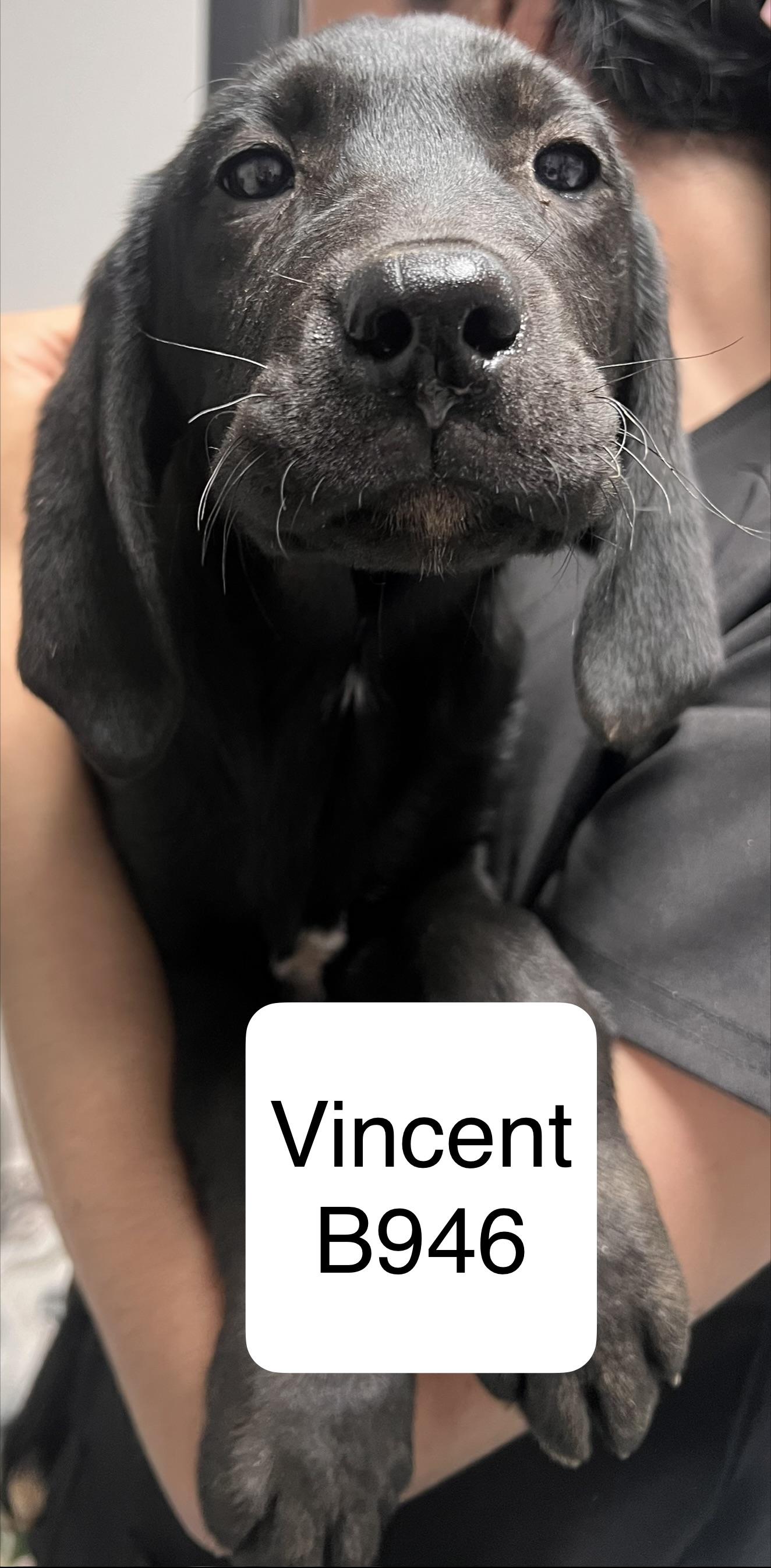Vincent, ADOPTABLE, Puppy Male Hound.