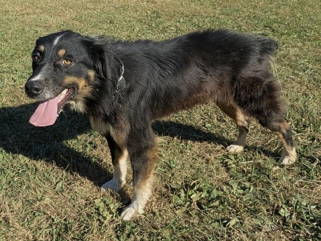 Enlarge Sweet Sadie, a ADOPTABLE Australian Shepherd in Abingdon, MD image 2/6