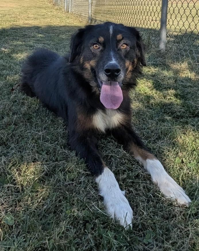 Sweet Sadie, ADOPTABLE, Adult Female Australian Shepherd.