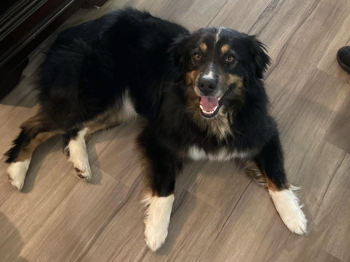 Sweet Sadie, a ADOPTABLE Australian Shepherd in Alexandria, VA image 2/6