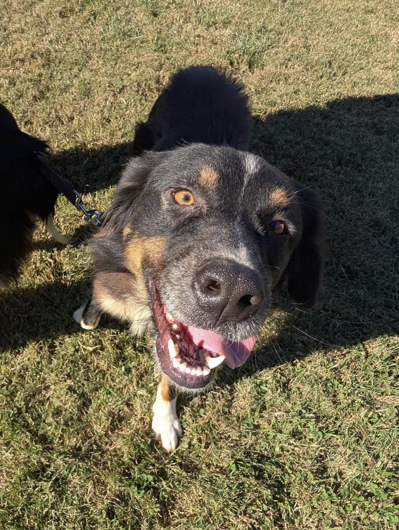 Enlarge Sweet Sadie, a ADOPTABLE Australian Shepherd in Abingdon, MD image 5/6