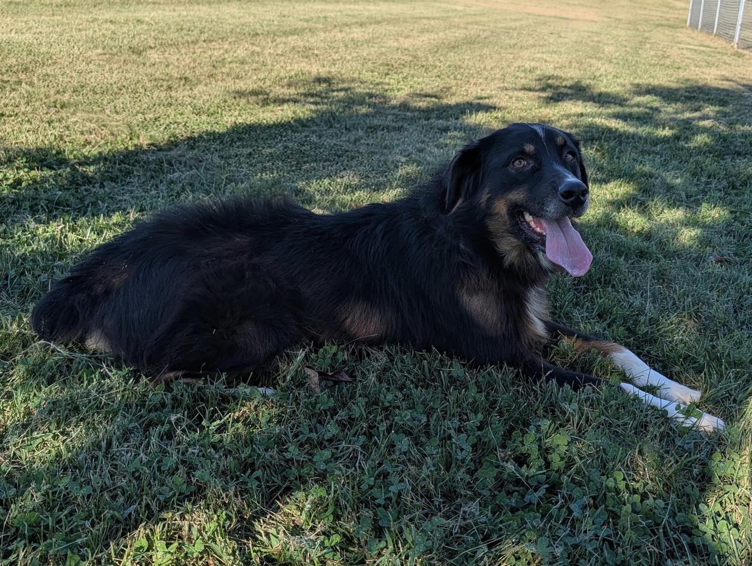 Enlarge Sweet Sadie, a ADOPTABLE Australian Shepherd in Abingdon, MD image 4/6