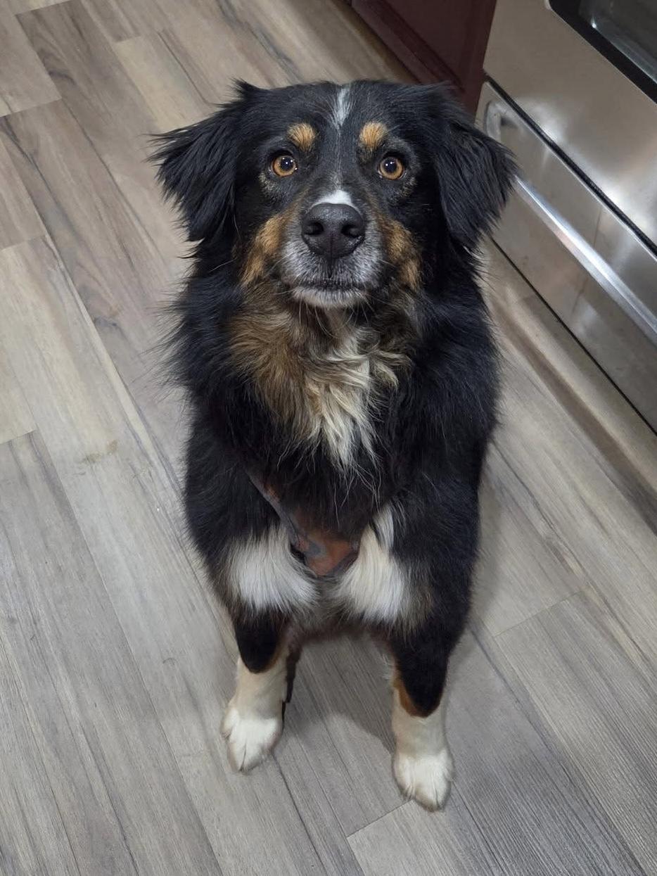 Sweet Sadie, a ADOPTABLE Australian Shepherd in Alexandria, VA image 1/6