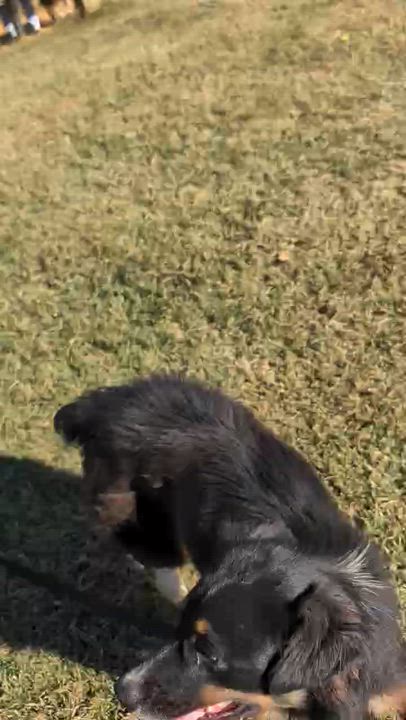 Enlarge Sweet Sadie, a ADOPTABLE Australian Shepherd in Abingdon, MD video 6/6