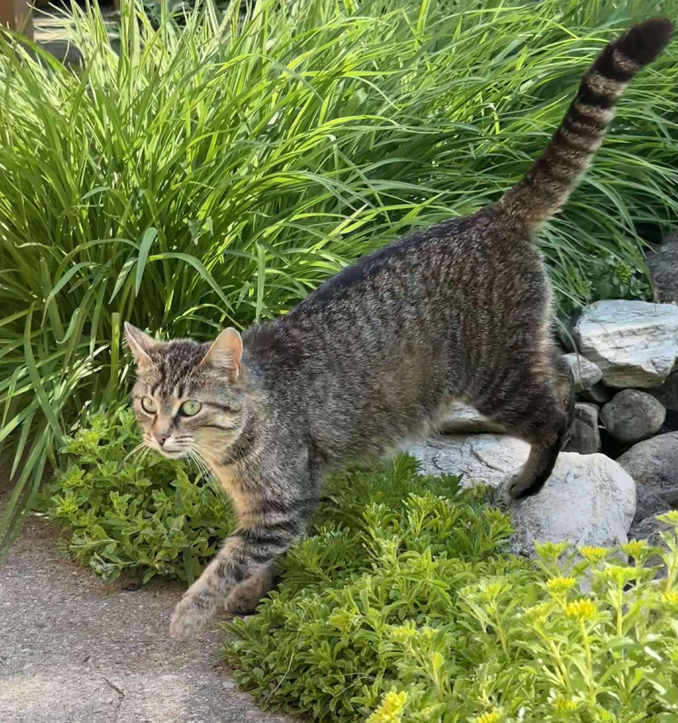 Birdie - Affectionate and loving