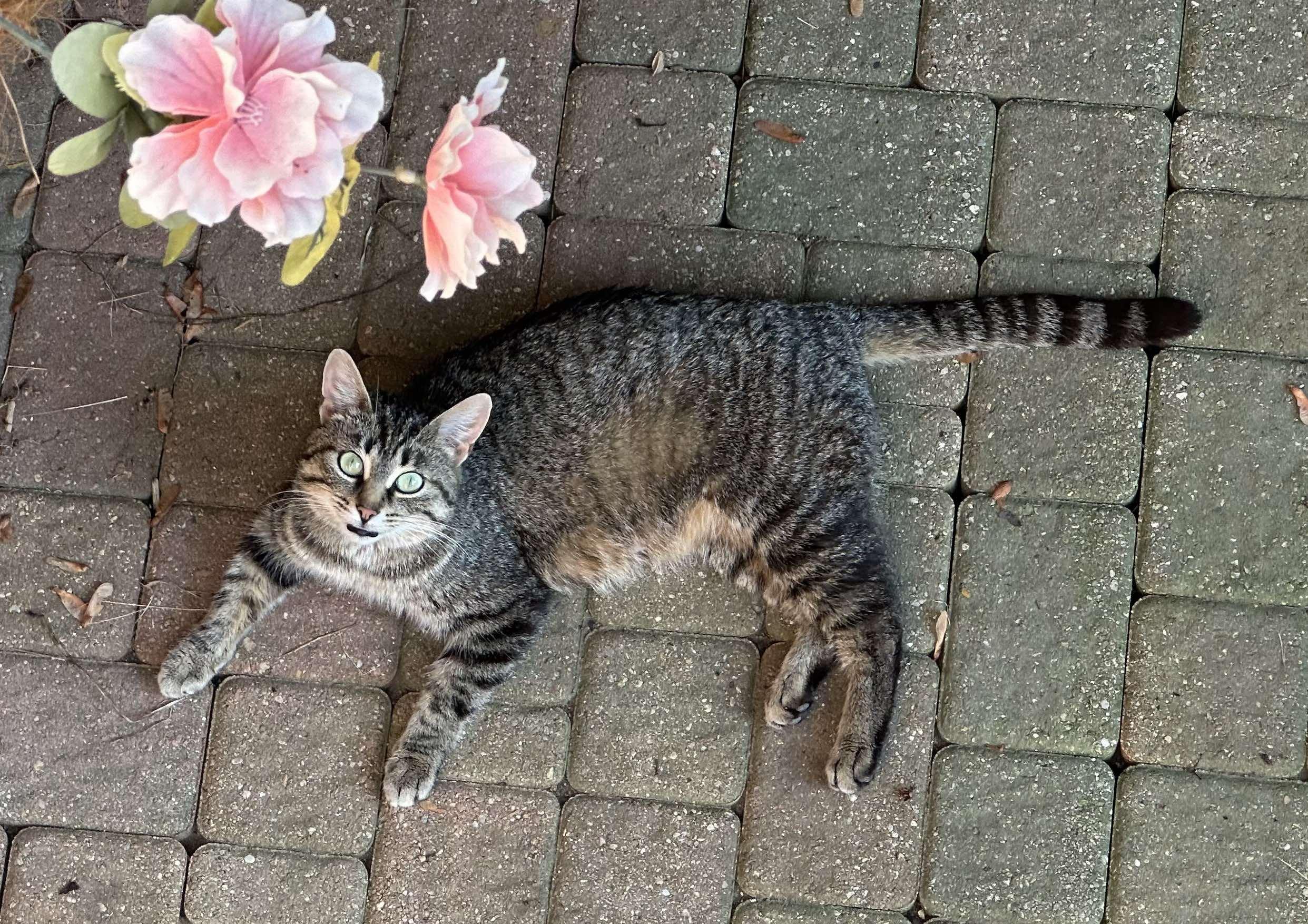 Birdie - Affectionate and loving