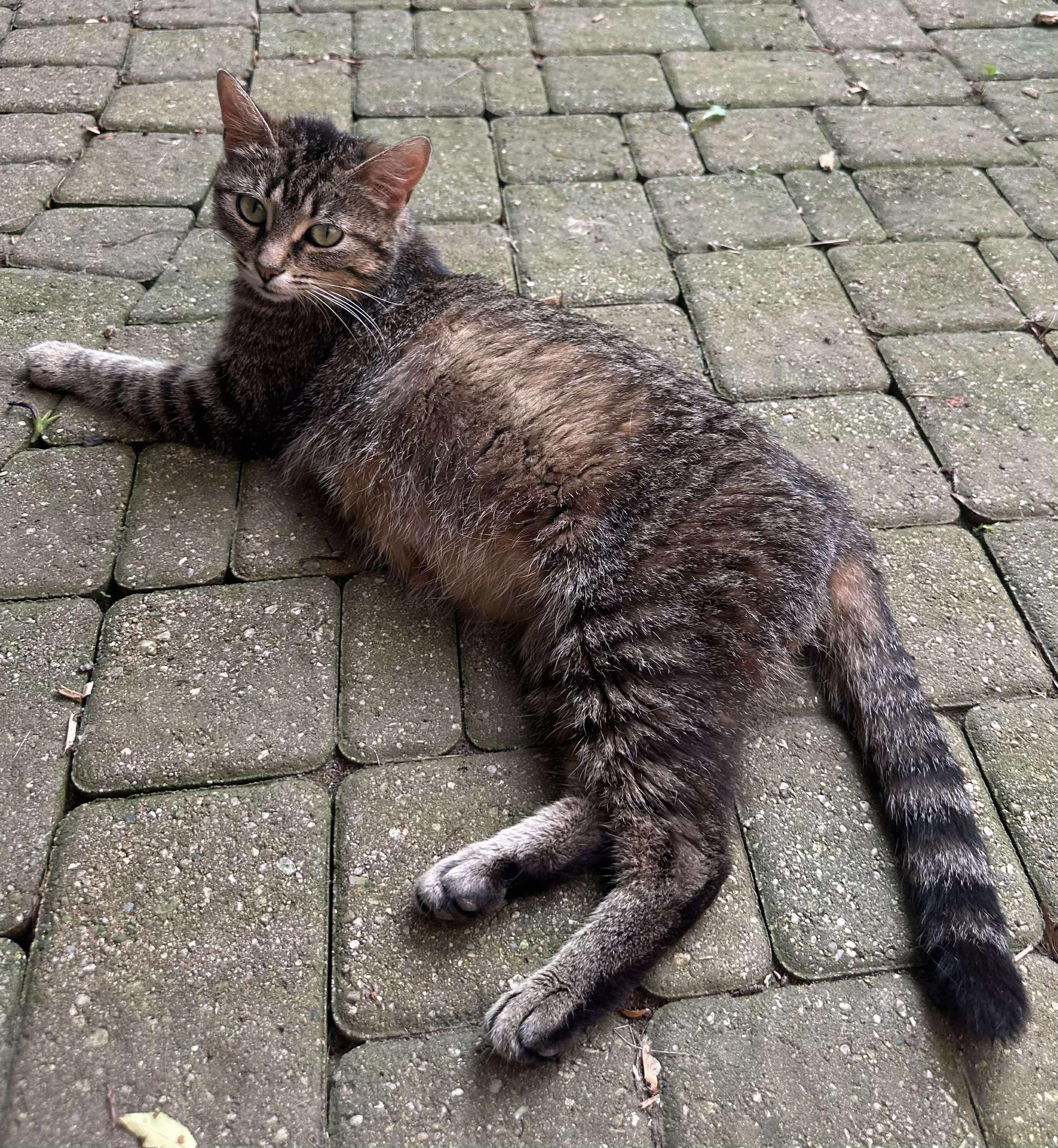 Birdie - Affectionate and loving