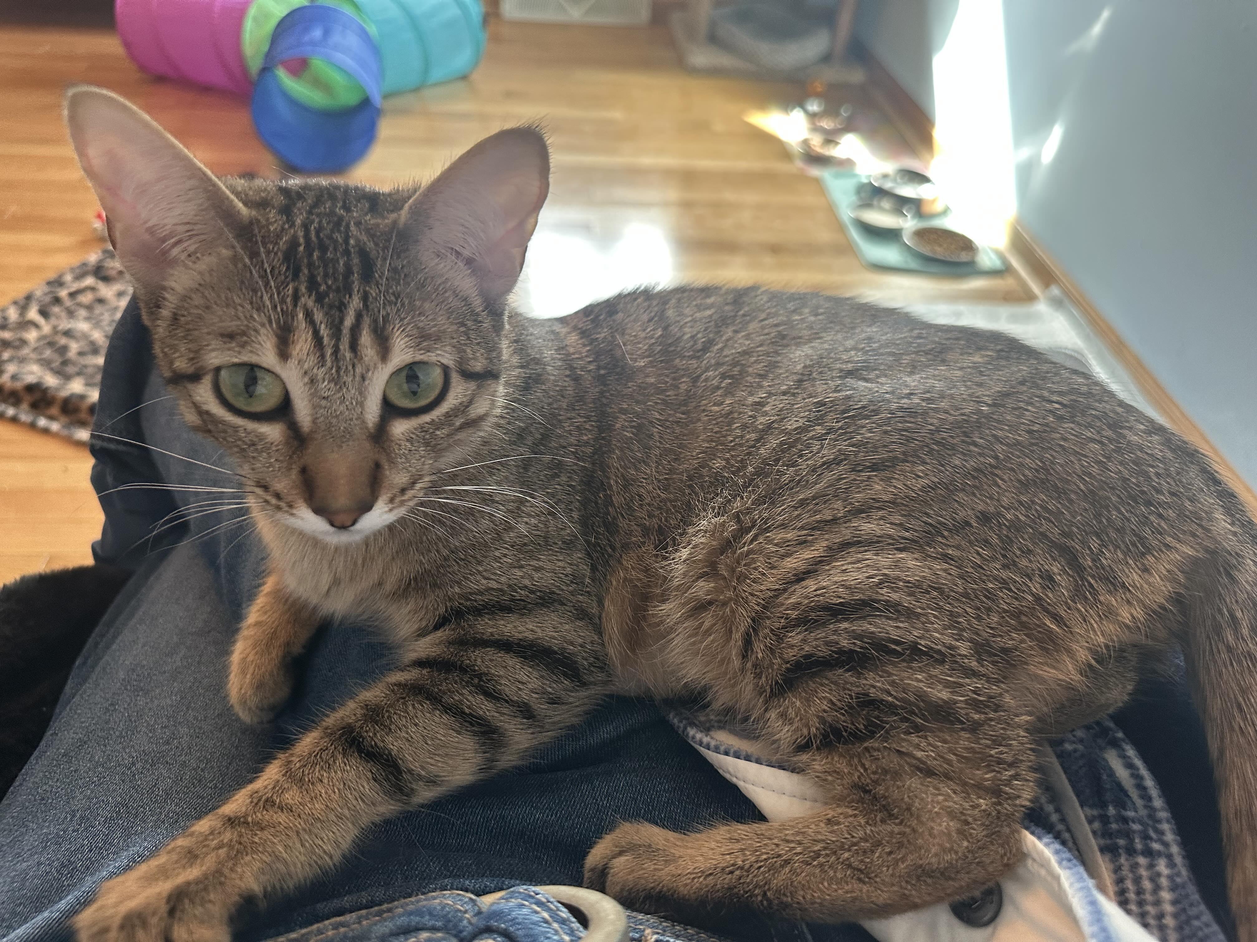 Birdie - Affectionate and loving