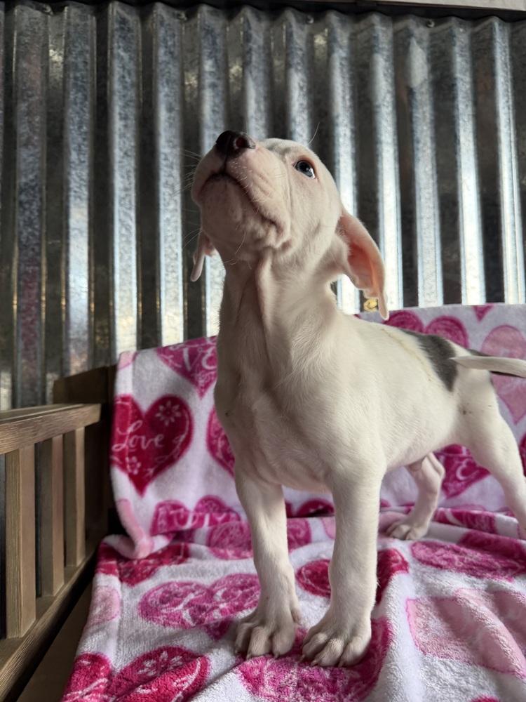 Monty, Adoptable, Puppy Male Pit Bull Terrier & Boxer.