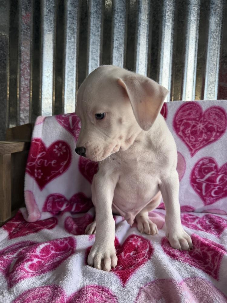 Monty, a Adoptable mixed breed in Aurora, CO image 2/6