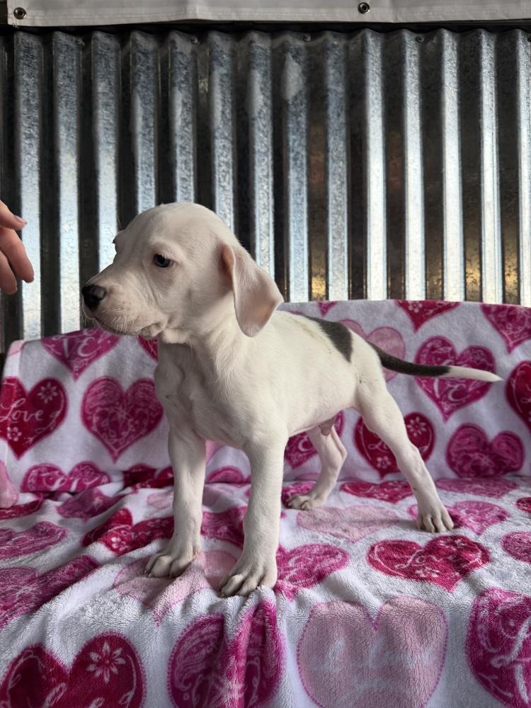 Monty, a Adoptable mixed breed in Aurora, CO image 3/6