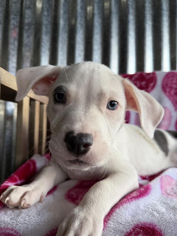 Monty, a Adoptable mixed breed in Aurora, CO image 5/6