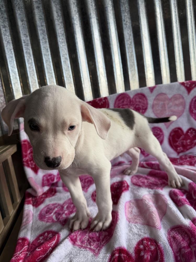 Monty, a Adoptable mixed breed in Aurora, CO image 6/6